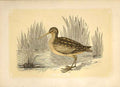 Original Old Antique Print The Snipe 1860 Coloured Engraving Sepia Style Birds