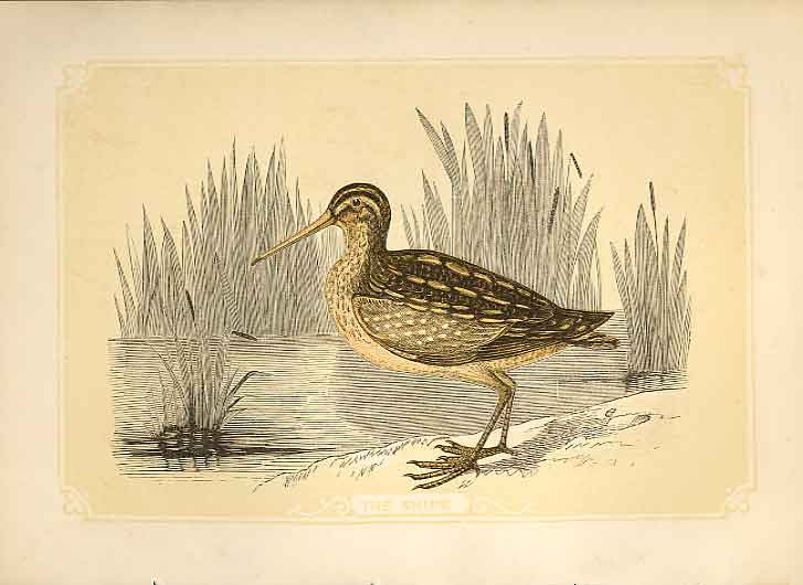 Original Old Antique Print The Snipe 1860 Coloured Engraving Sepia Style Birds