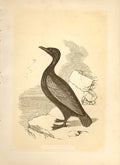 Old Antique Print The Coromant 1860 Coloured Engraving Sepia Style Birds 19th
