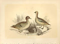 Original Old Antique Print Teal 1860 Coloured Engraving Sepia Style Bird Duck