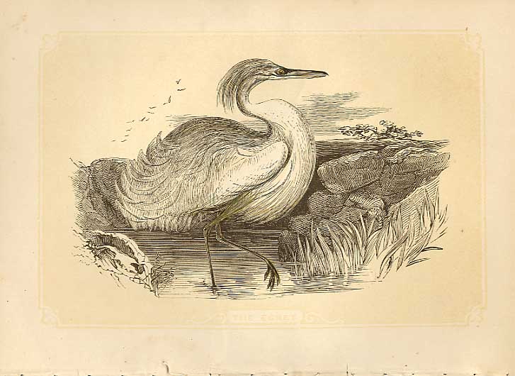 Original Old Antique Print The Egret 1860 Coloured Engraving Sepia Style Birds