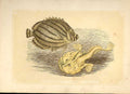 Original Old Antique Print Ornamated Chaetgoon & Angler 1860 Coloured Fish 19th