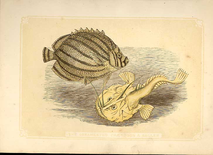 Original Old Antique Print Ornamated Chaetgoon & Angler 1860 Coloured Fish 19th