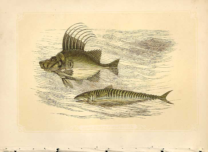 Original Old Antique Print John Doree & Mackeral 1860 Coloured Engraving Fish