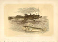 Old Antique Print Sea Devil & Leaping Blenny 1860 Coloured Engraving Fish 19th