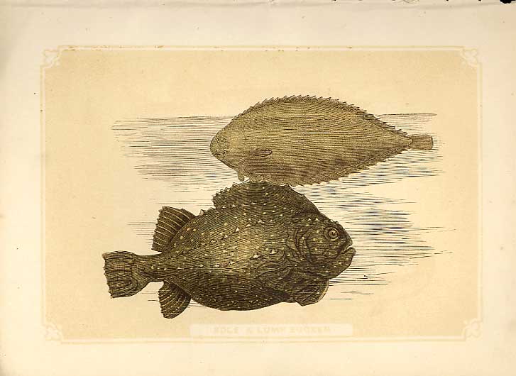 Original Old Antique Print Sole & Lump Sucker 1860 Coloured Engraving Fish 19th