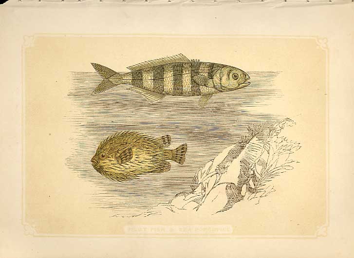 Original Old Antique Print Pilot Fish & Sea Porcupine 1860 Coloured Engraving