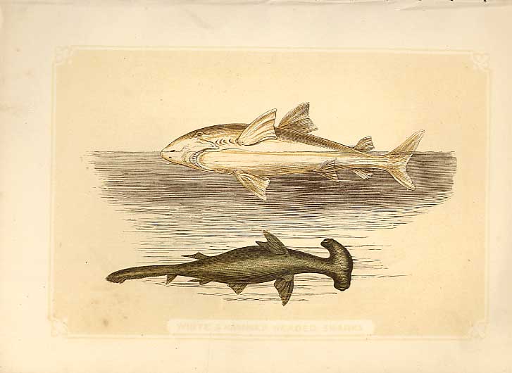 Original Old Antique Print White & Hammer Head Sharkes 1860 Coloured Engraving