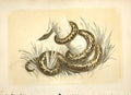 Original Old Antique Print The Boa Constrictor 1860 Coloured Engraving Snakes