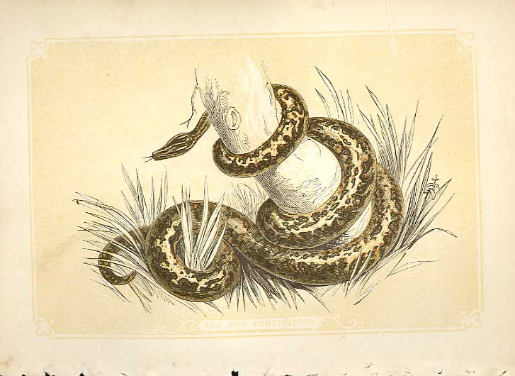 Original Old Antique Print The Boa Constrictor 1860 Coloured Engraving Snakes