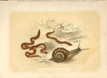 Old Antique Print Earth Worms & Snail 1860 Coloured Engraving Sepia Style 19th