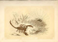Original Old Antique Print Scorpion & Spider 1860 Coloured Engraving Sepia Style