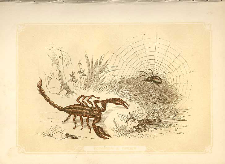 Original Old Antique Print Scorpion & Spider 1860 Coloured Engraving Sepia Style