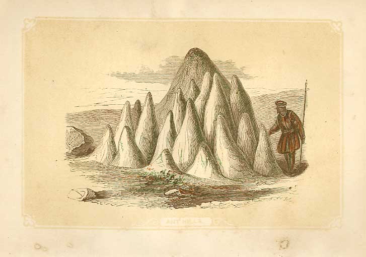 Original Old Antique Print Ant Hills 1860 Coloured Engraving Sepia Style 19th