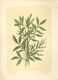 Old Antique Print Thyme Tree & Ebony 1860 Coloured Engraving Sepia Style 19th