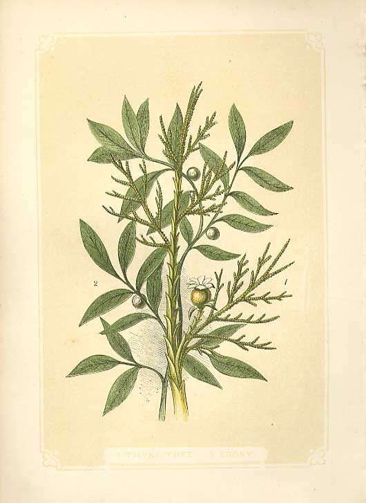 Old Antique Print Thyme Tree & Ebony 1860 Coloured Engraving Sepia Style 19th