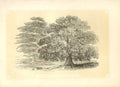 Original Old Antique Print Almug& Sycamore Trees 1860 Coloured Engraving 19th