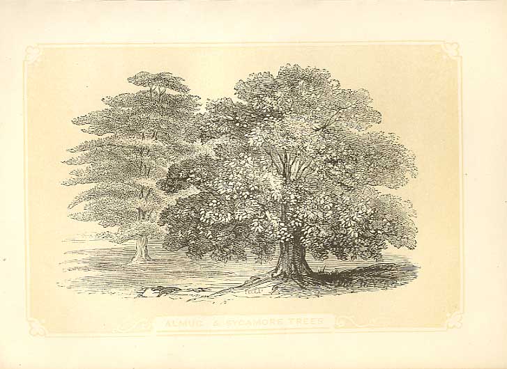 Original Old Antique Print Almug& Sycamore Trees 1860 Coloured Engraving 19th