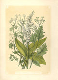 Original Old Antique Print Anise Hyson & Coriander 1860 Coloured Engraving 19th