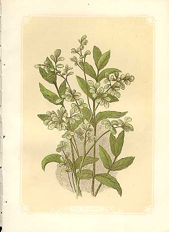 Original Old Antique Print Rue & Mint 1860 Coloured Engraving Sepia Style 19th