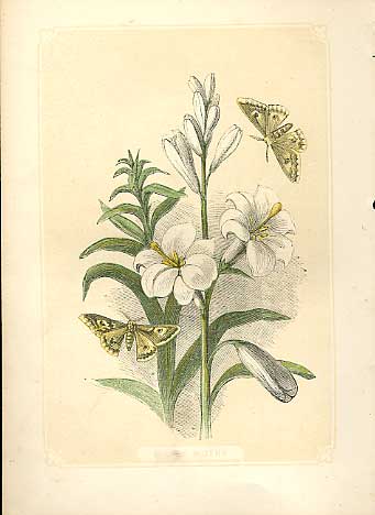 Original Old Antique Print Killer Moths 1860 Coloured Engraving Sepia Style 19th