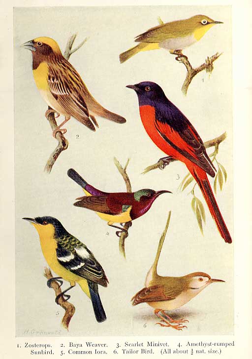 Original Old Antique PrintBirds From Handbook Indian Birds By Hugh Wheeler