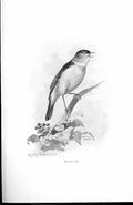 Original Old Antique Print Black Cap By Stannard Favourite Song Birds 1897 19th
