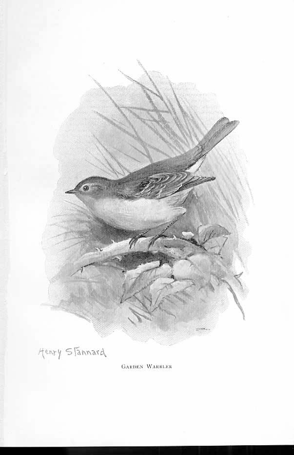 Original Old Antique Print Garden Warbler By Stannard Favourite Song Birds 1897