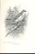 Original Old Antique Print Whitethroat By Stannard Favourite Song Birds 1897