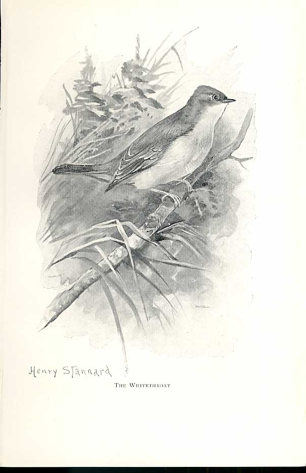 Original Old Antique Print Whitethroat By Stannard Favourite Song Birds 1897