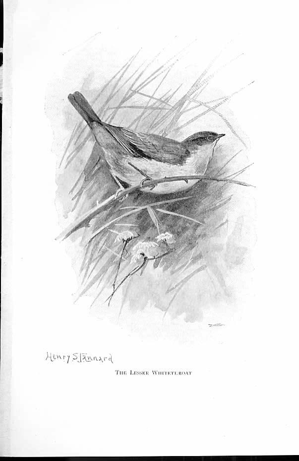 Original Old Antique Print Lesser Whitethroat From Favourite Song Birds 1897