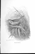 Original Old Antique Print Willow Warbler By Stannard Favourite Song Birds 1897