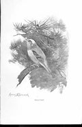 Original Old Antique Print GCrest By Stannard Favourite Song Birds 1897 19th