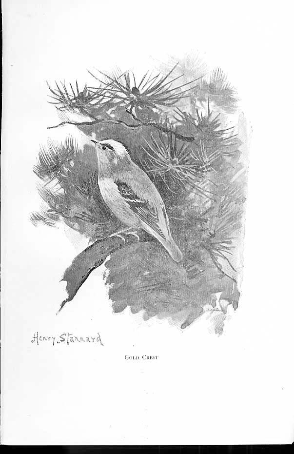 Original Old Antique Print GCrest By Stannard Favourite Song Birds 1897 19th