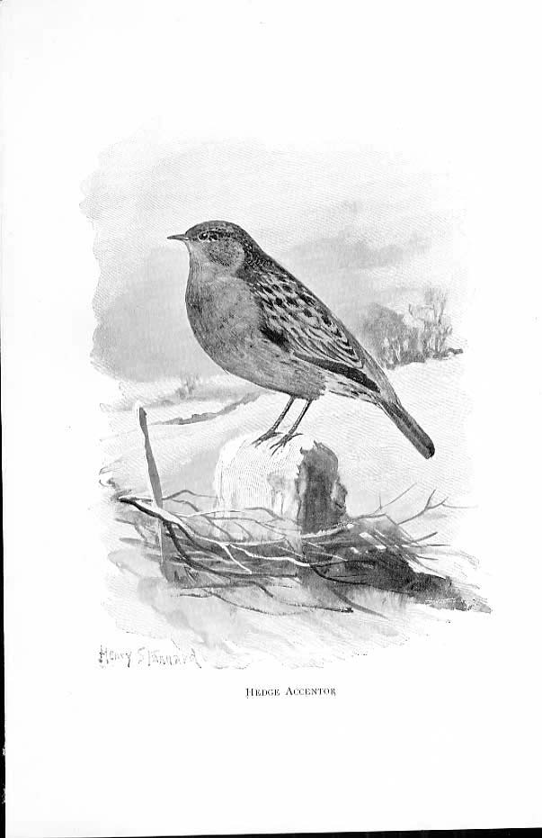 Original Old Antique Print Hedge Accentor By Stannard Favourite Song Birds 1897