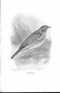 Original Old Antique Print Song Thrush By Stannard Favourite Song Birds 1897