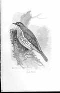 Original Old Antique Print Missel Thrush By Stannard Favourite Song Birds 1897
