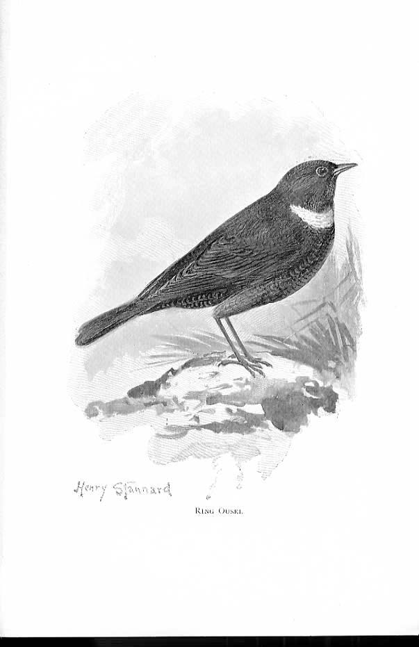 Original Old Antique Print Ring Ousel By Stannard Favourite Song Birds 1897 19th