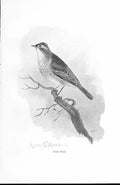 Original Old Antique Print Tree Pipit By Stannard Favourite Song Birds 1897 19th
