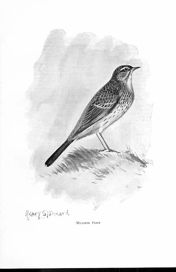 Original Old Antique Print Meadow Pipit By Stannard Favourite Song Birds 1897