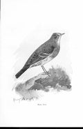 Original Old Antique Print Rock Pipit By Stannard Favourite Song Birds 1897 19th