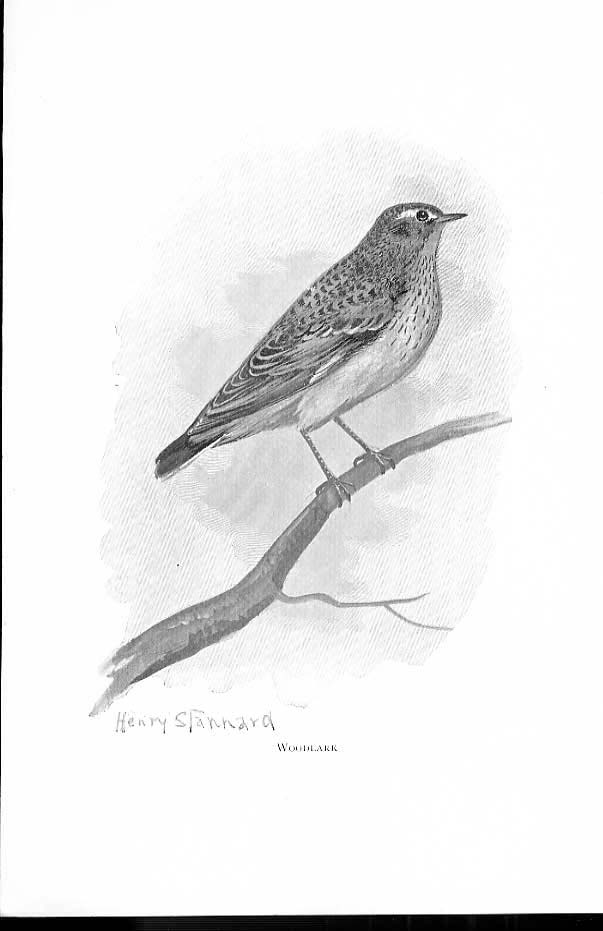 Original Old Antique Print Woodlark By Stannard Favourite Song Birds 1897 19th