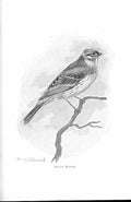 Original Old Antique Print Yellow Bunting By Stannard Favourite Song Birds 1897