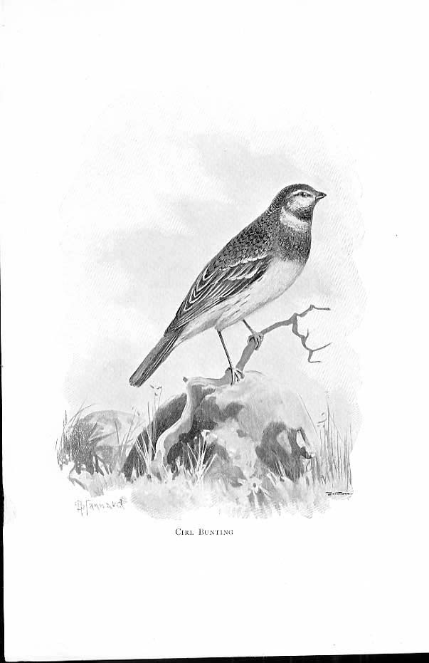 Original Old Antique Print Cirl Bunting By Stannard Favourite Song Birds 1897