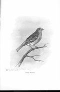 Original Old Antique Print Lesser Redpole By Stannard Favourite Song Birds 1897