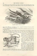 Original Old Antique Print Silvery Gibbon & Simpai Monkeys 1862 Engraving 19th