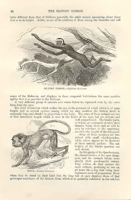 Original Old Antique Print Silvery Gibbon & Simpai Monkeys 1862 Engraving 19th