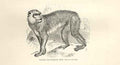 Original Old Antique Print Margot Or Barbary Ape 1862 Wood'S Natural History