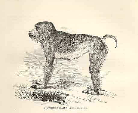Old Antique Print Pig Tailed Macaque 1862 Wood'S Natural History Monkeys 19th