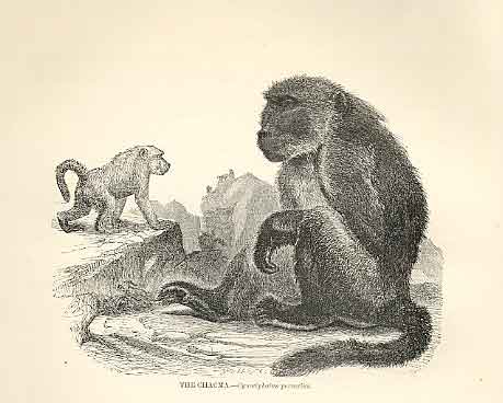 Original Old Antique Print Chacma 1862 Wood'S Natural History Engraving Monkey